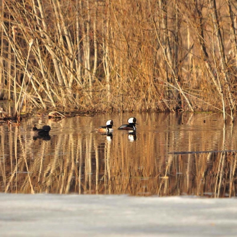 HMergansers040509 182.jpg 