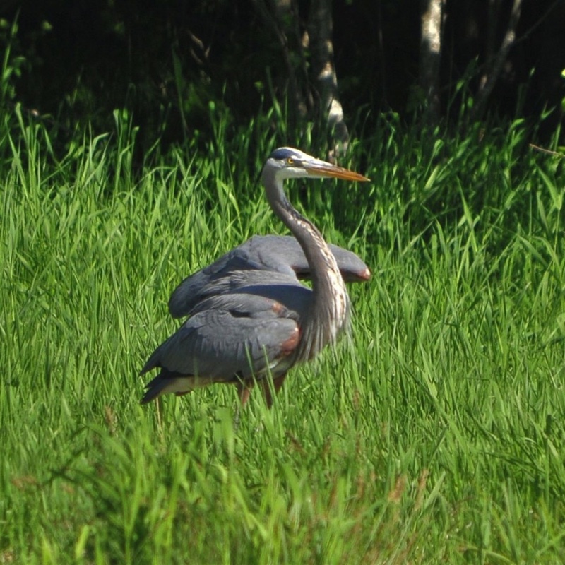 Heron-052809.jpg 