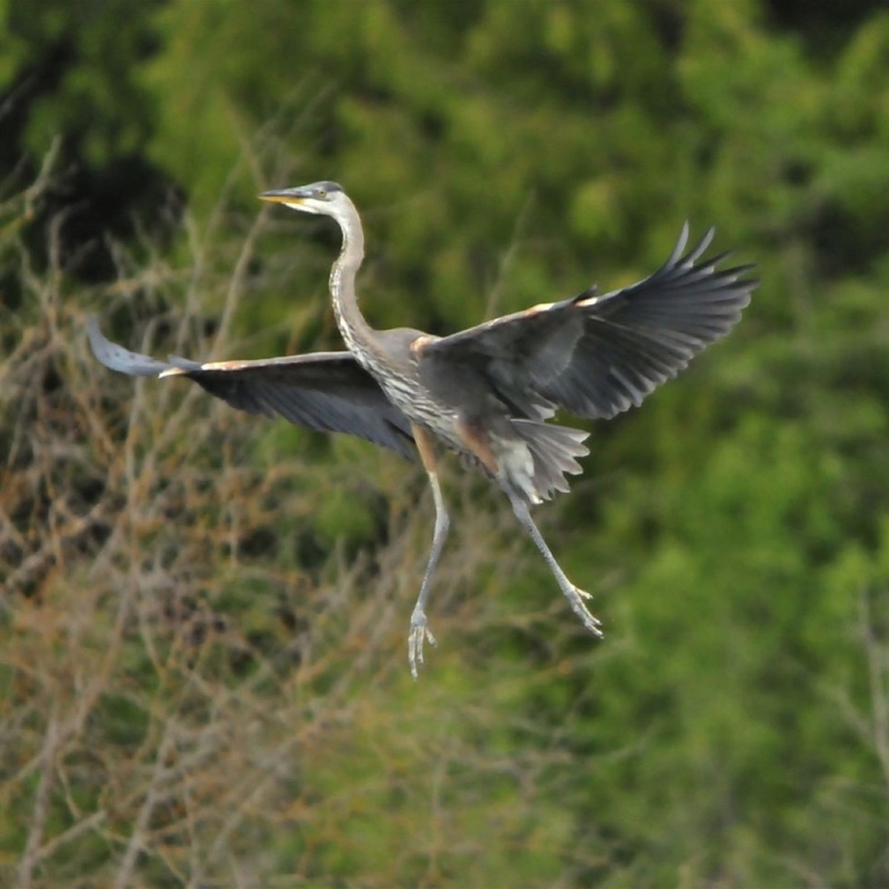 Heron-in-Flight-070312.jpg 