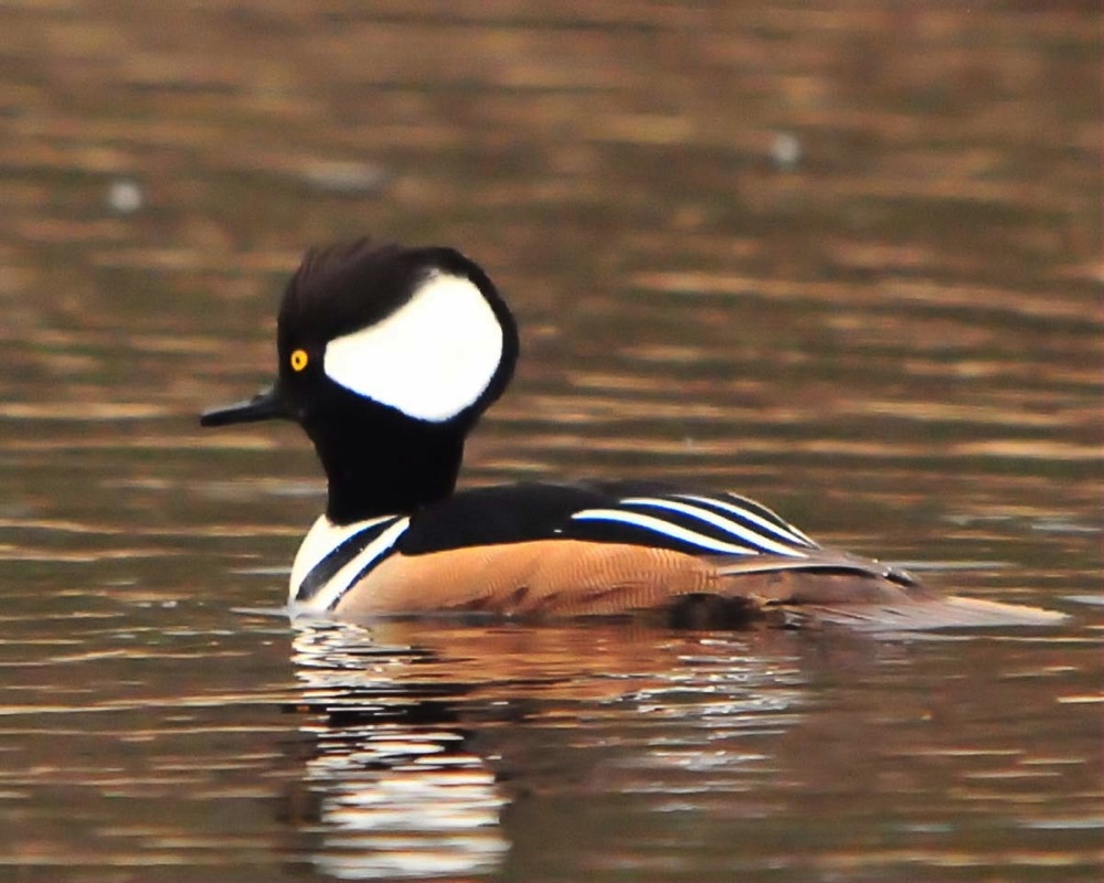 Hooded Merganser Male B 040909.jpg 