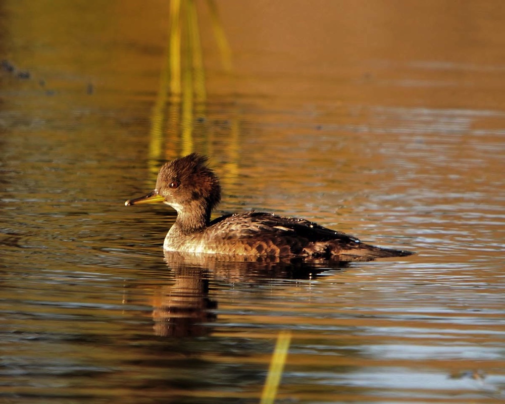 Hooded Merganser Young 102809.jpg 