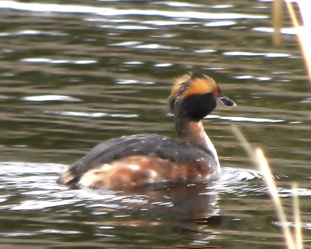 Horned Grebe Breeding 040912.jpg 