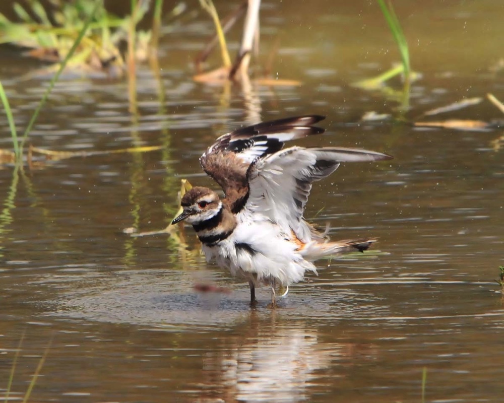Killdeer Bath 070711.jpg 