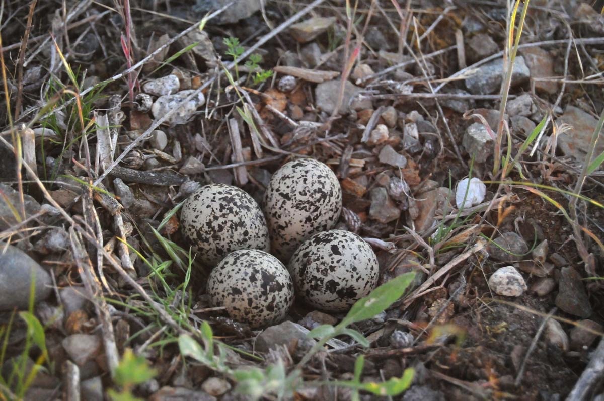Killdeer Eggs 060513.jpg 