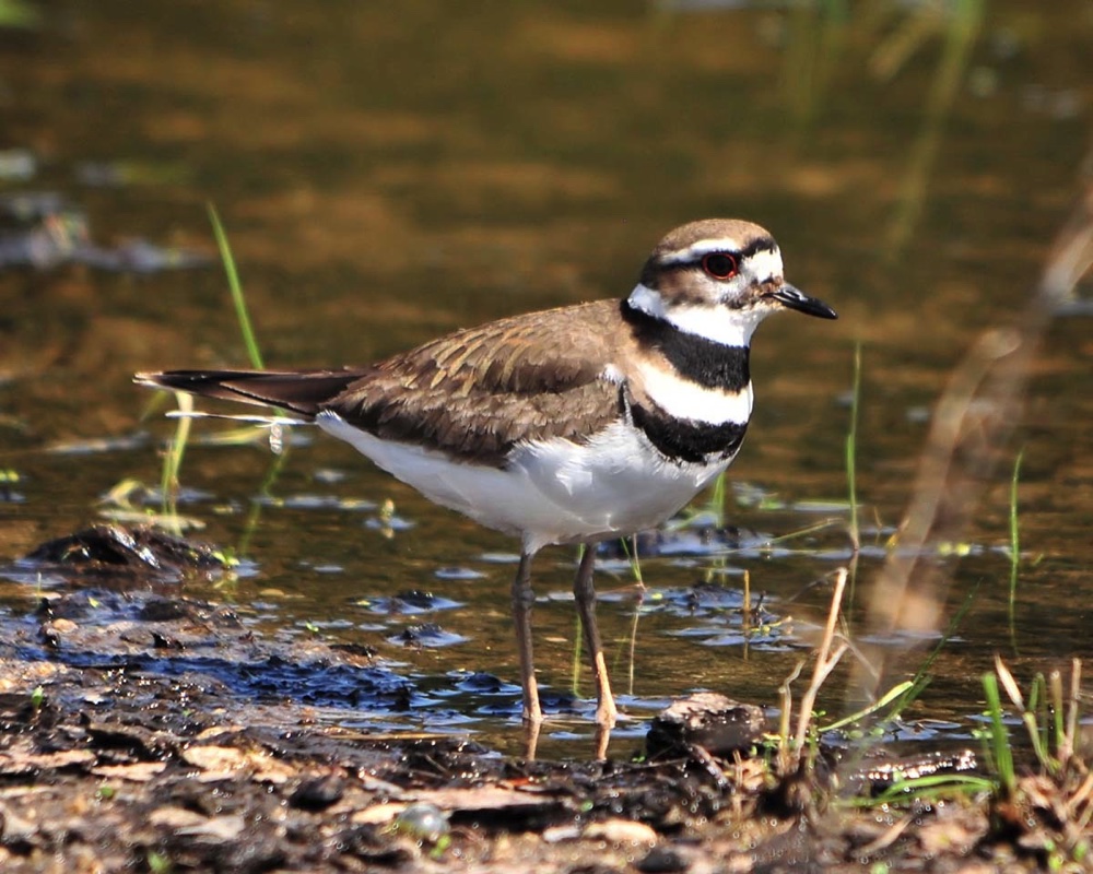 Killdeer042010.jpg 