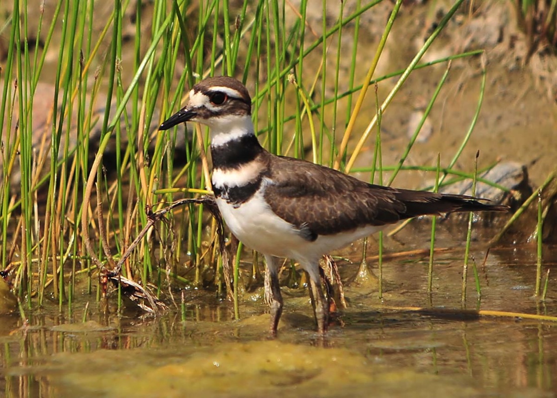 Killdeer071810.jpg 