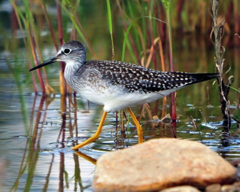 LessYellowlegs8-10-09-106.jpg 