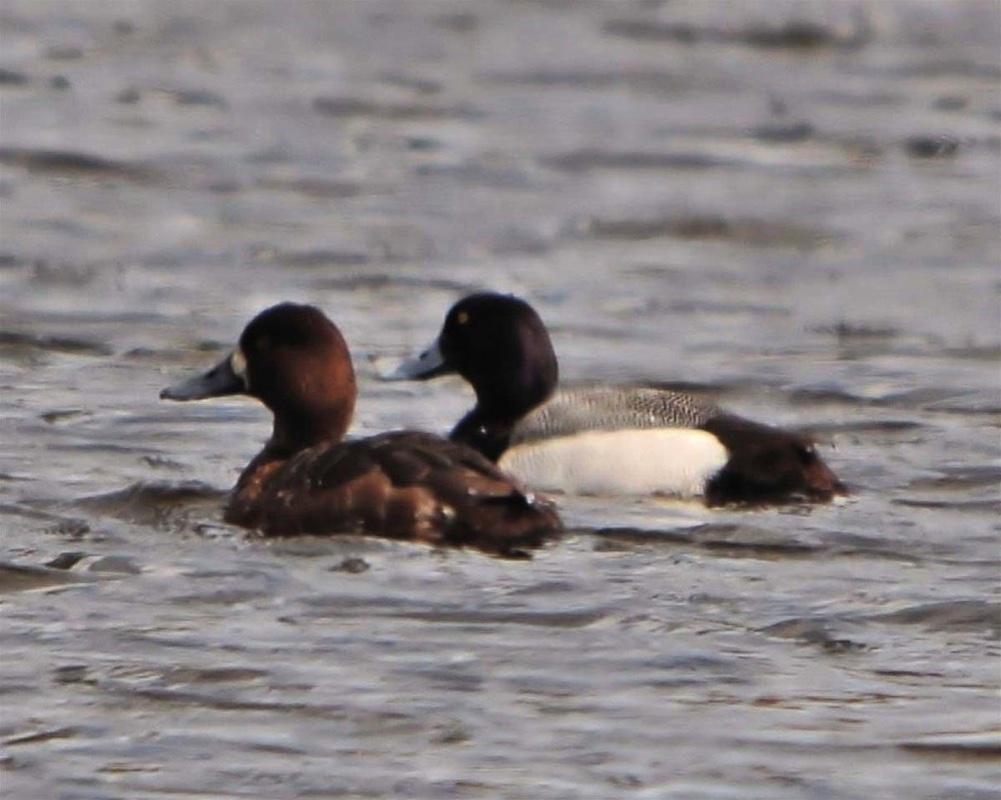Lesser-Scaup-041409.jpg 