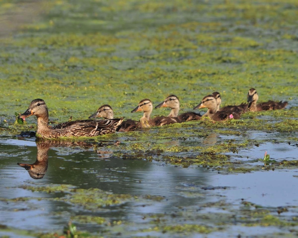 Mallard Brood 070110.jpg 