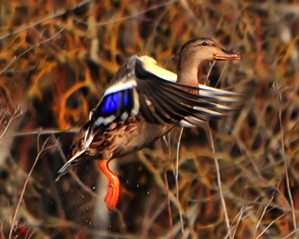 Mallard Female 101610.jpg 