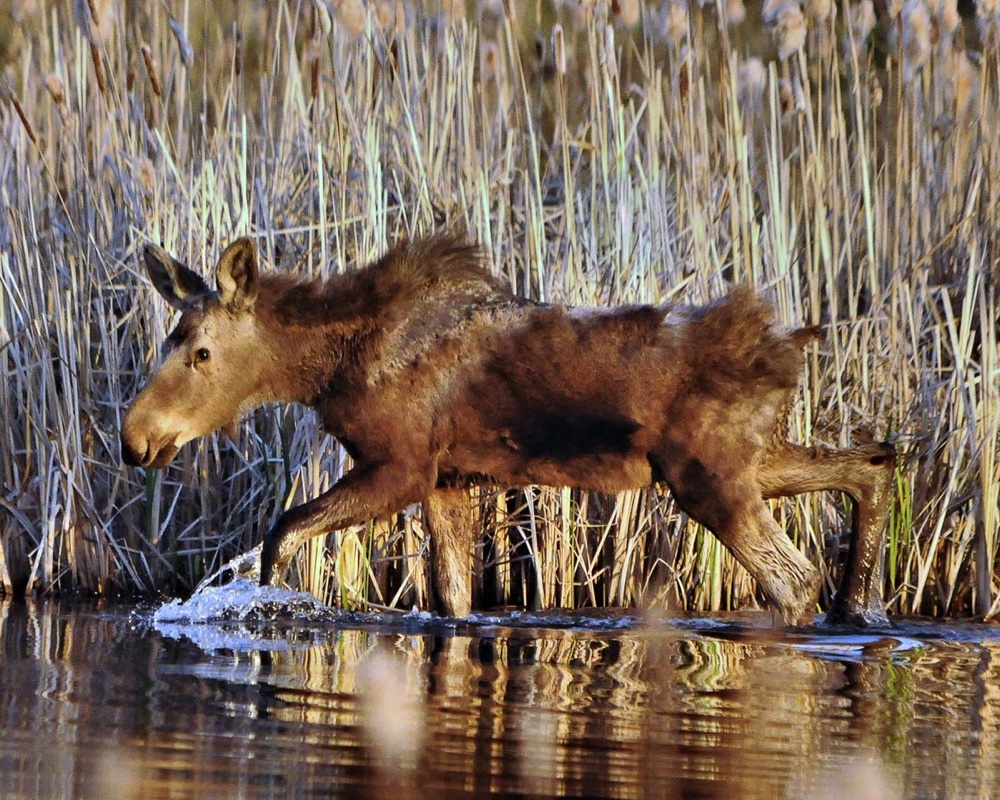 Moose Baby 042513.jpg 