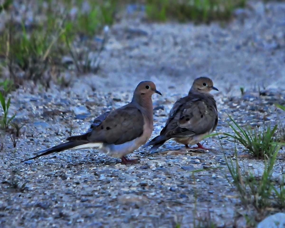 Mourning-Doves-080312.jpg 