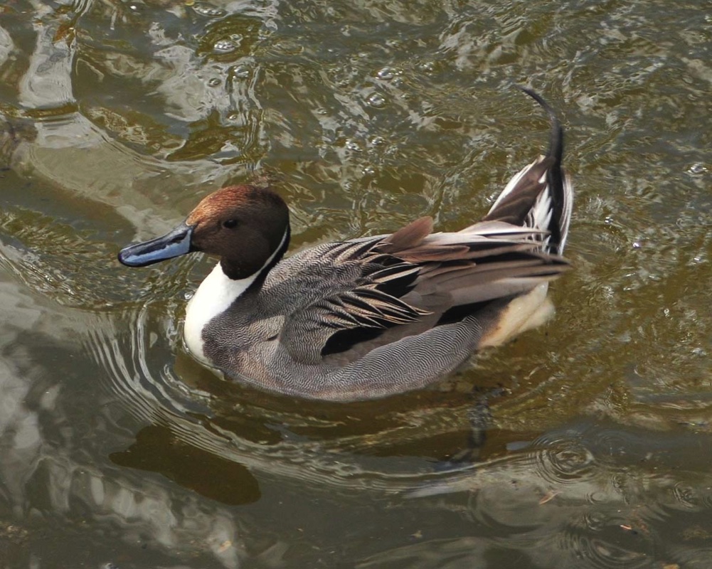 Northern Pintail Male 050509 B.jpg 