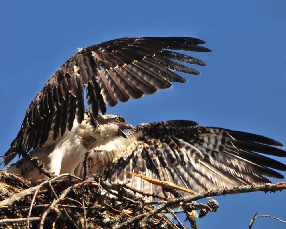 Osprey Spread 081211.jpg 