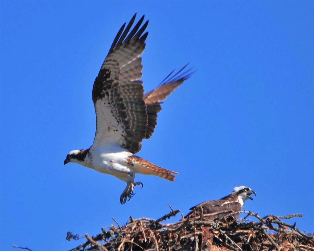 Osprey-Pair-Nest-091510.jpg 