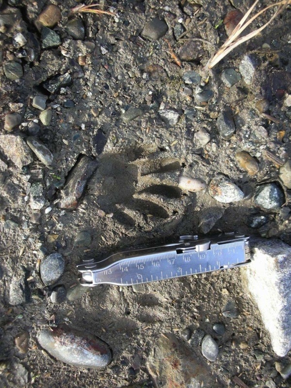 Otter-Print-010810.jpg 