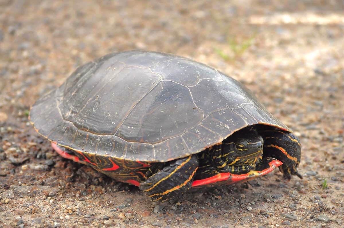 Painted Turtle 061111.jpg 