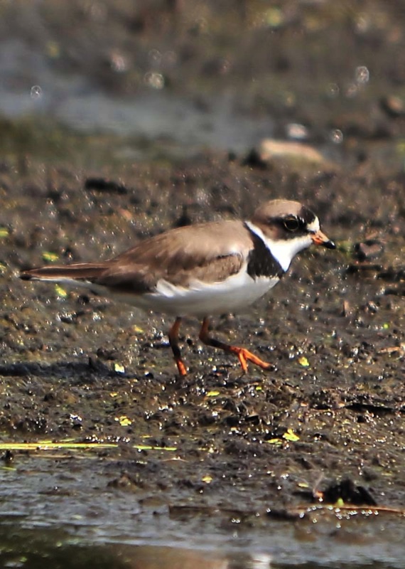 Palmated Plover 080910.jpg 