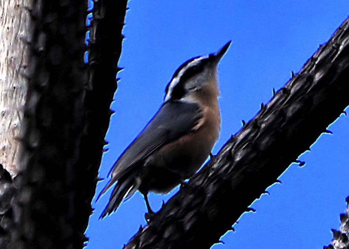 RedBreastedNuthatch090310.jpg 