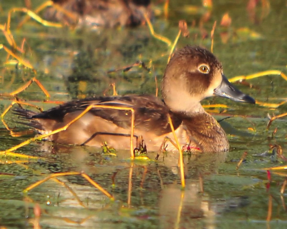 Ring Necked Female 102010.jpg 