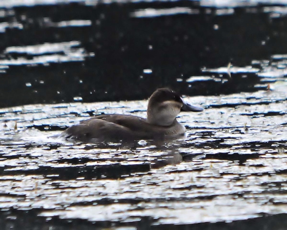 Ruddy Duck Female 061313.jpg 