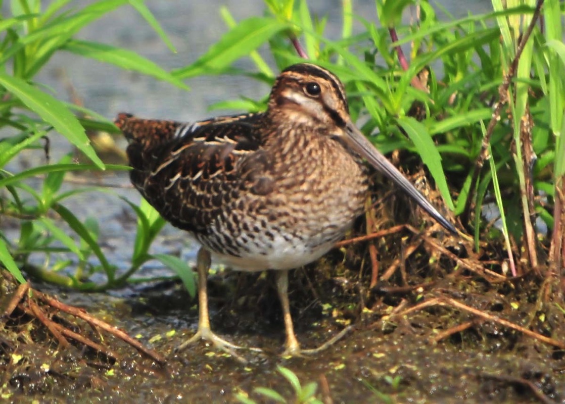 Snipe080710.jpg 