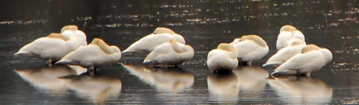 Tundras Resting 032112.jpg 