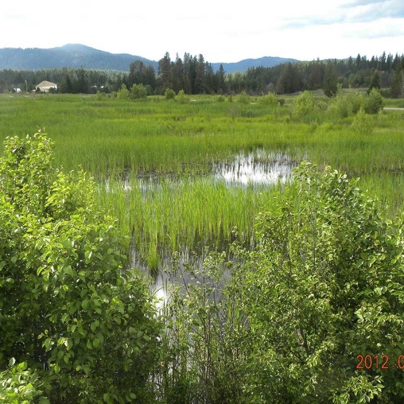 Wetland-Plants-7-1-12.jpg 