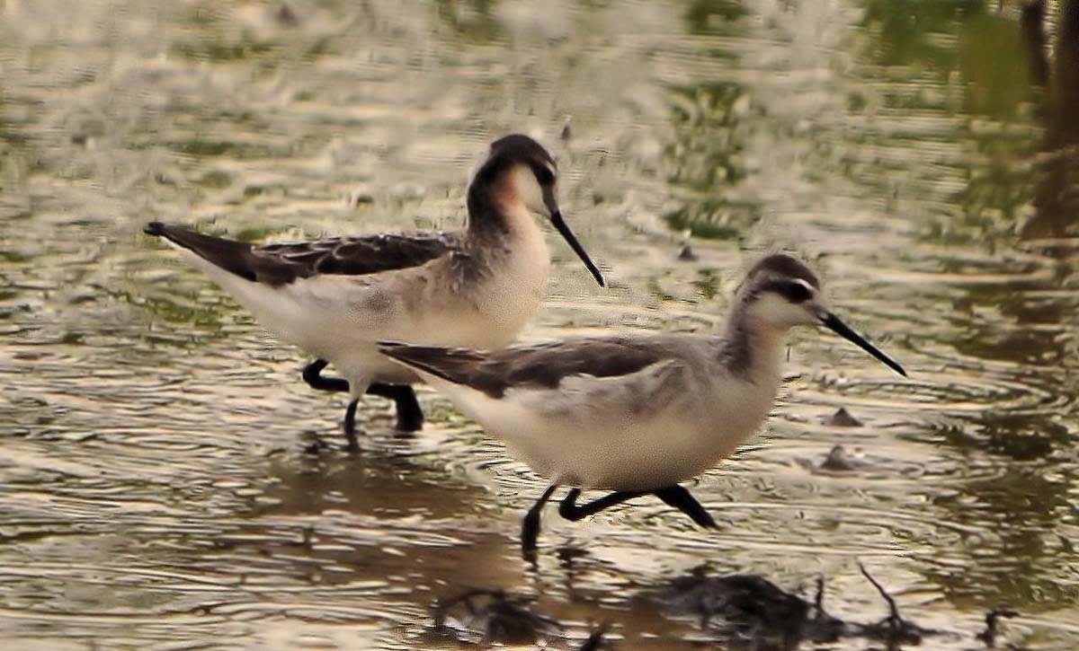 Wilson's Phalarope Pr  Cropped052010.jpg 