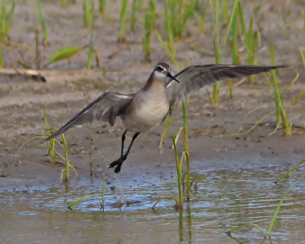 Wilsons Phalarope in Flight 061713.jpg 
