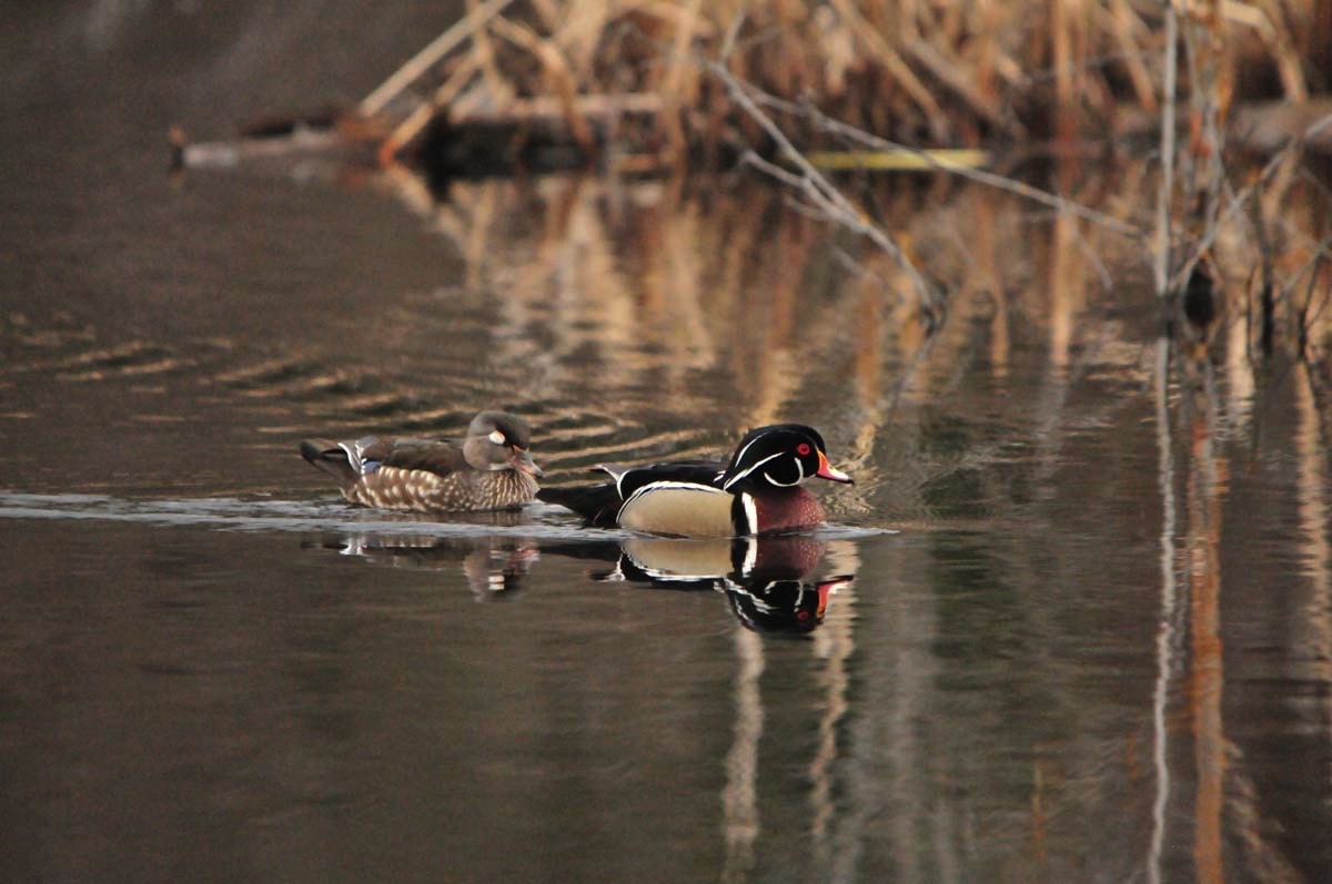 Wood Duck Pr 040909.jpg 