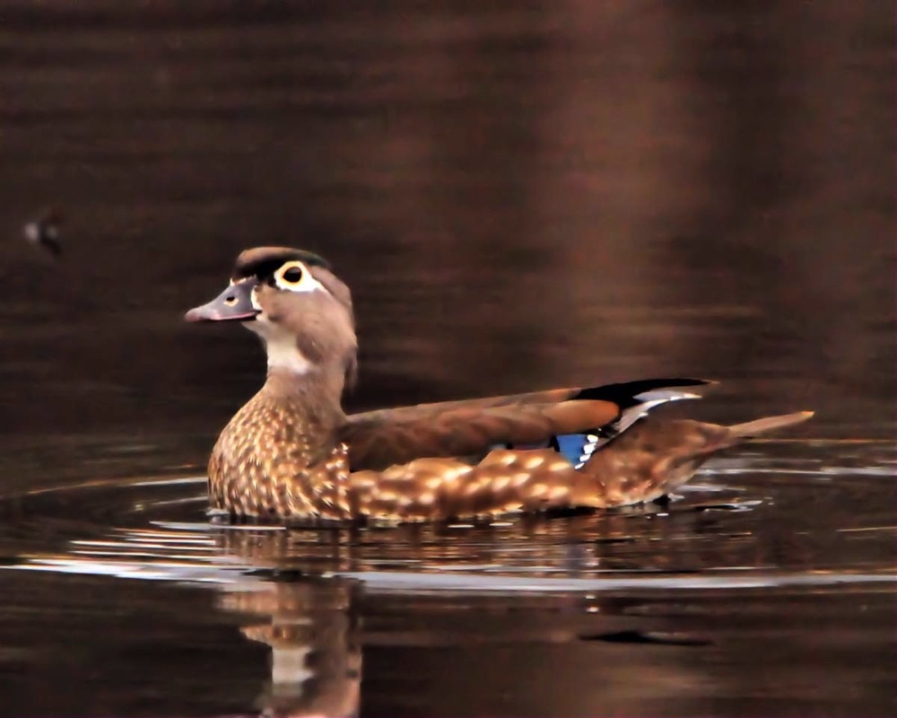 WoodDuckFemale040909.jpg 