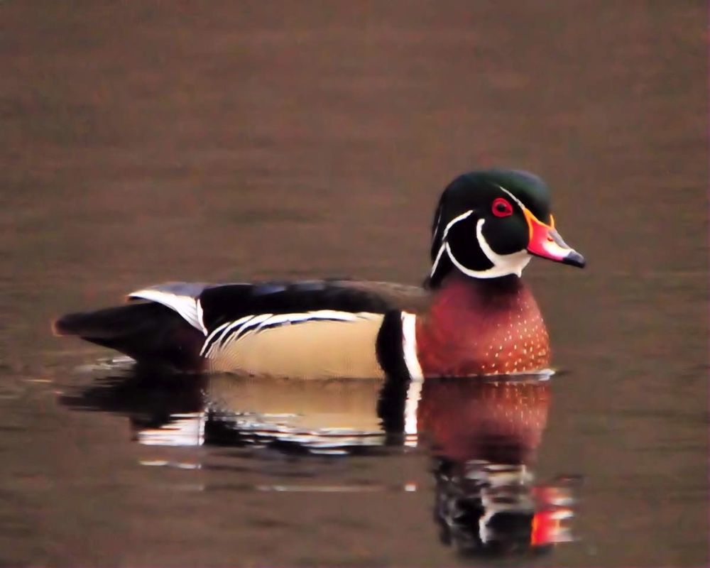 WoodDuckMale040909.jpg 