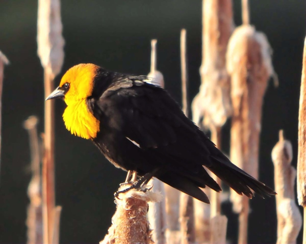 Yellow Headed Blackbird 052911.jpg 