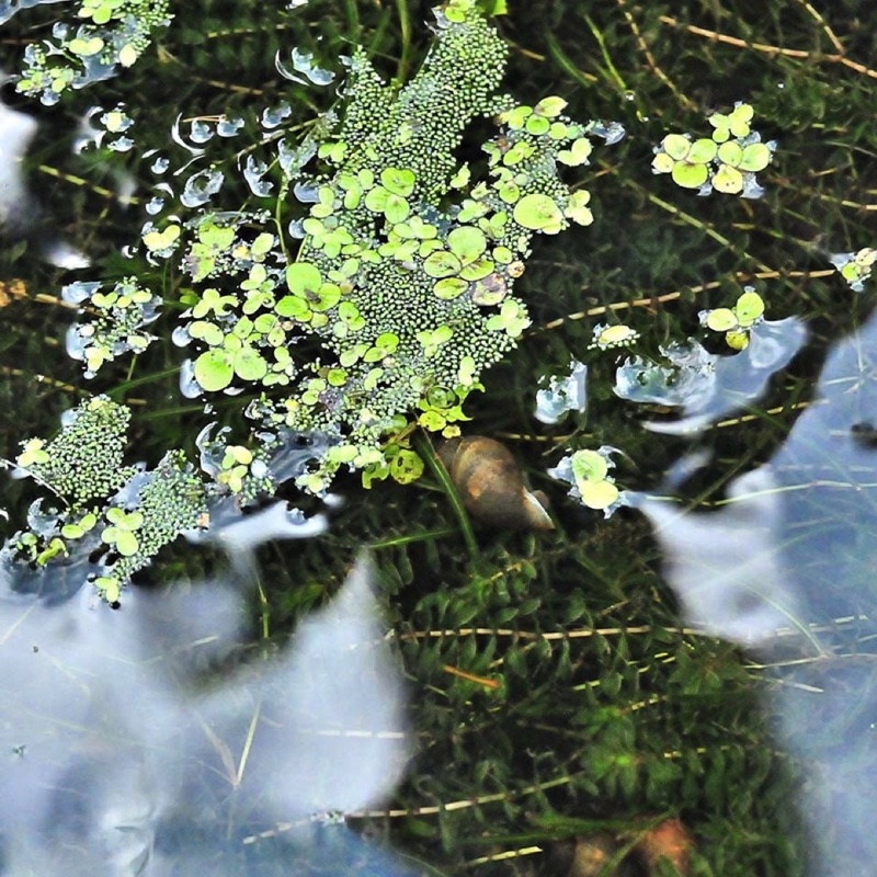 duckweed, snail 072912.jpg 