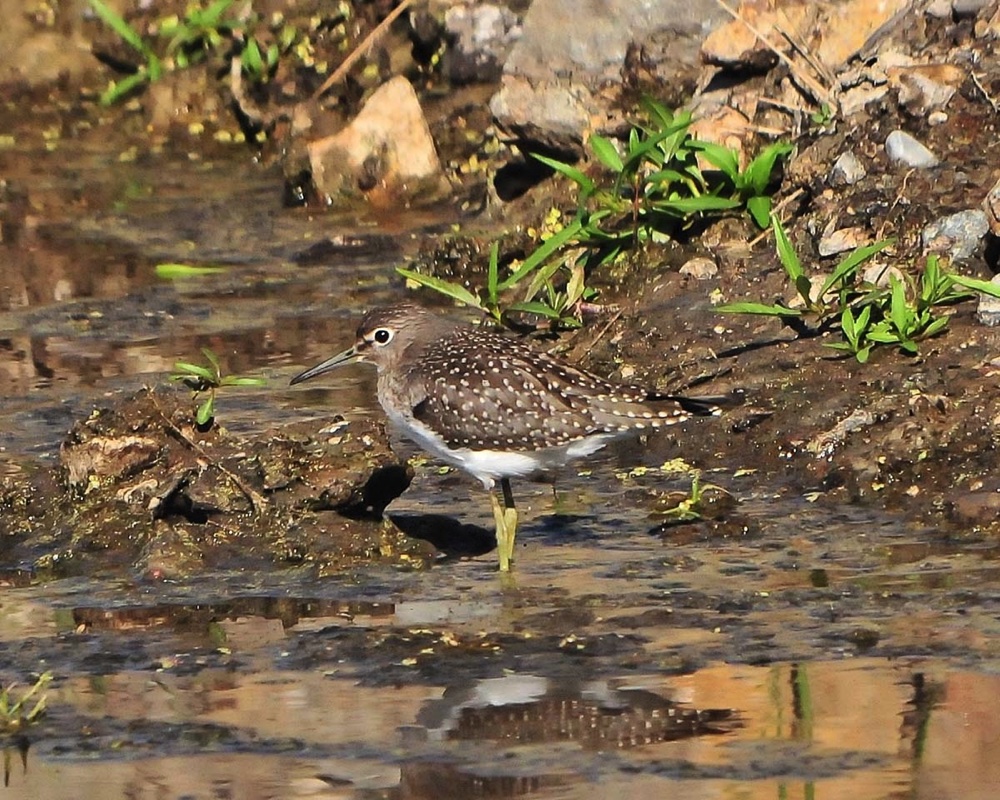 lesser yellowlegs young 080312.jpg 