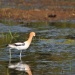 Thumbnail American-Avocet-5-12-10-f.jpg 