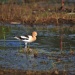 Thumbnail American-Avocet-5-12-10-g.jpg 