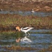 Thumbnail American-Avocet-5-12-10-h.jpg 