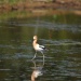 Thumbnail American-Avocet-5-12-10a.jpg 