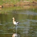 Thumbnail American-Avocet-5-12-10b.jpg 