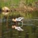Thumbnail American-Avocet-5-12-10c.jpg 
