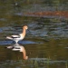 Thumbnail American-Avocet-5-12-10d.jpg 