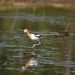 Thumbnail American-Avocet-5-12-10e.jpg 