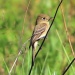 Thumbnail American-Pipit-072912.jpg 