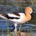 Thumbnail Avocet 051210.jpg 
