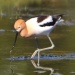 Thumbnail Avocet B 051210.jpg 