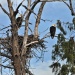 Thumbnail Bald-Eagles-on-Nest-062713.jpg 
