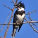 Thumbnail Belted Kingfisher 073010.jpg 