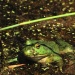 Thumbnail Bull-Frog-070111.jpg 